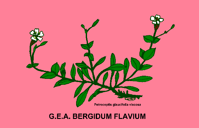 GEA BERGIDUM FLAVIUM